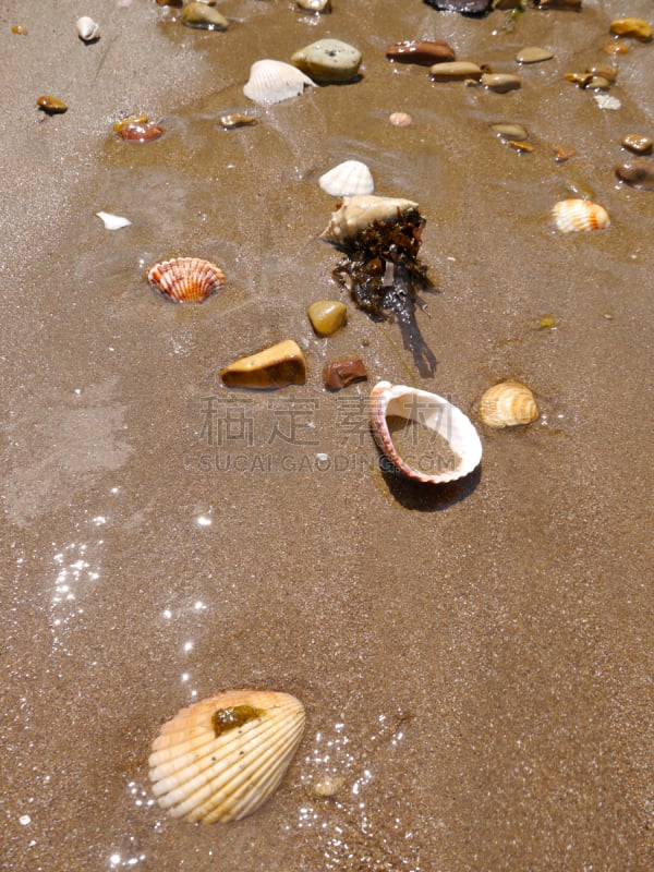 沙子,石头,贝壳,塔玛琳多海滩,浮木,海螺,垂直画幅,水,软体动物,古老的