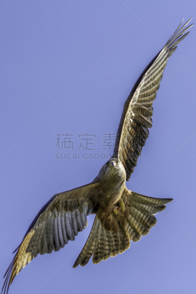 食肉鸟,赤鸢,特写,垂直画幅,正面视角,留白,鸟类,动物身体部位,黑肩鸢,特技