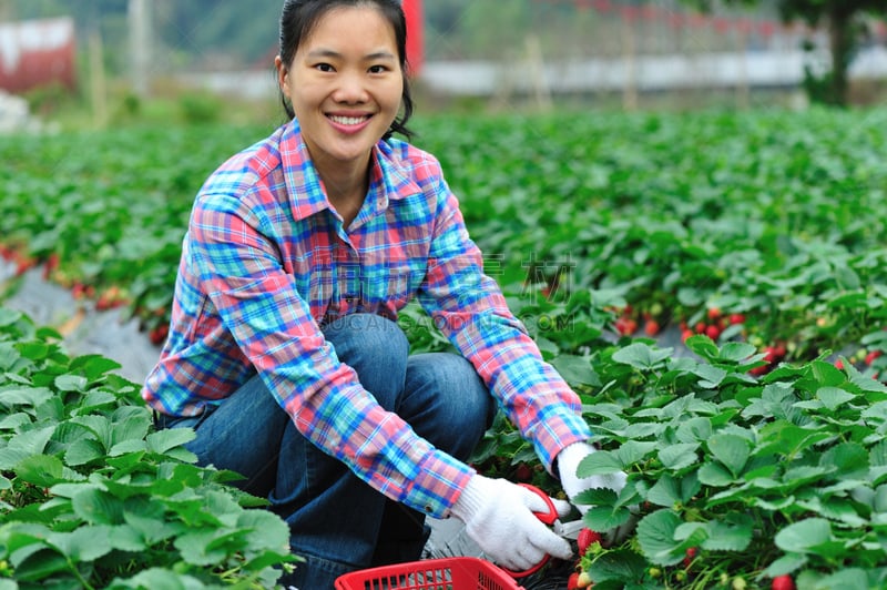 农作物,草莓,女人,休闲活动,枝繁叶茂,黑发,仅成年人,长发,青年人,衬衫