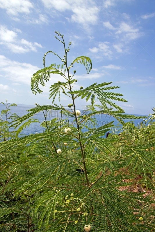 热带的花,自然,垂直画幅,无人,大西洋群岛,岛,球体,白色,植物,热带气候