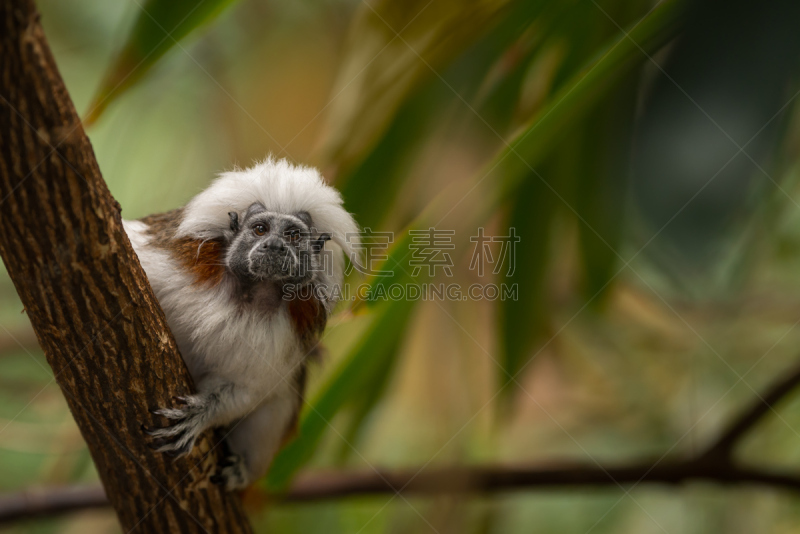 cotton-top tamarin,水平画幅,枝繁叶茂,无人,猴子,绢毛猴,热带雨林,野外动物,户外,白色