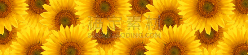 式样,向日葵,前端入水,头球,芳香的,水平画幅,无人,夏天,特写,活力