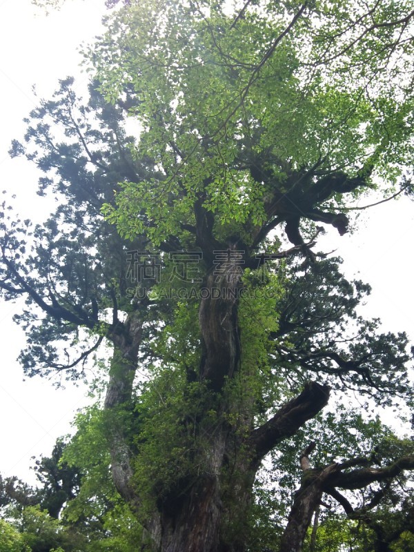 日本,屋久岛,绿色,地形,与众不同,25街,2010,秘密,环境,枝繁叶茂