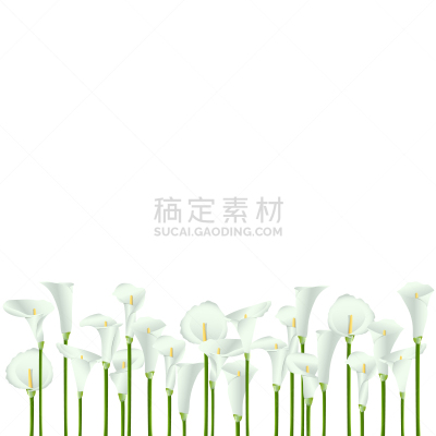 背景,马蹄莲,白色背景,大量物体,粉虱,自然美,清新,美,自然,图像