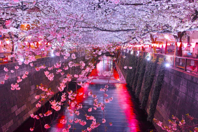 目黑河,夜晚,樱桃树,目黒区,吉野樱花,东京,纸灯笼,水平画幅,樱花,无人