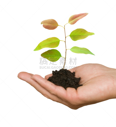 自然,符号,手掌,树苗,接力赛,背景分离,碳足迹,环境,植物