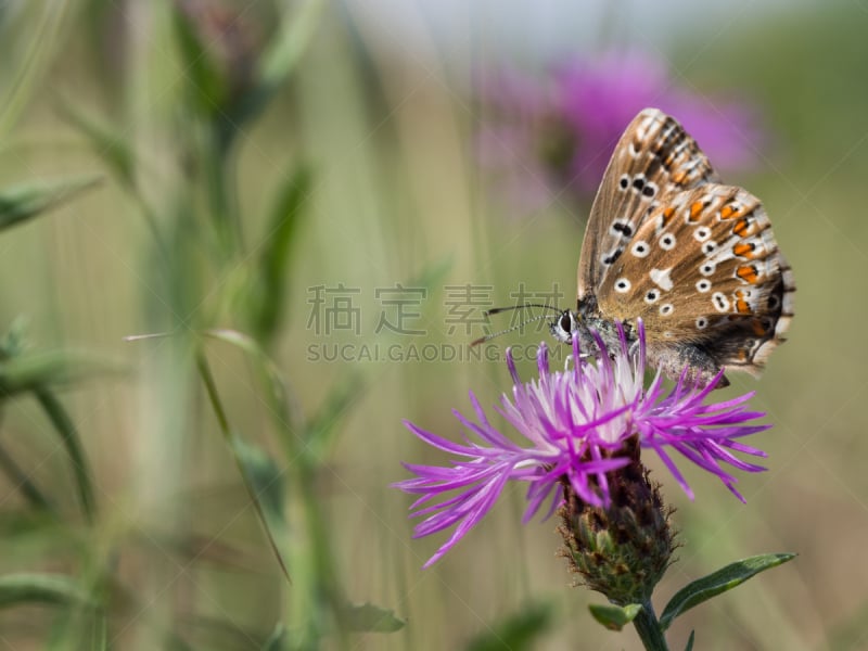 灰蝶科,蝴蝶,蓝色,克里顿眼灰蝶,家庭,生物学,野生动物,环境,鳞翅类,翅膀