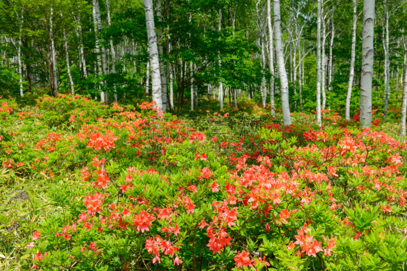 长野县,日本,杜鹃花,yachiho,森林,白桦,苏格兰高地,度假胜地,水平画幅,枝繁叶茂