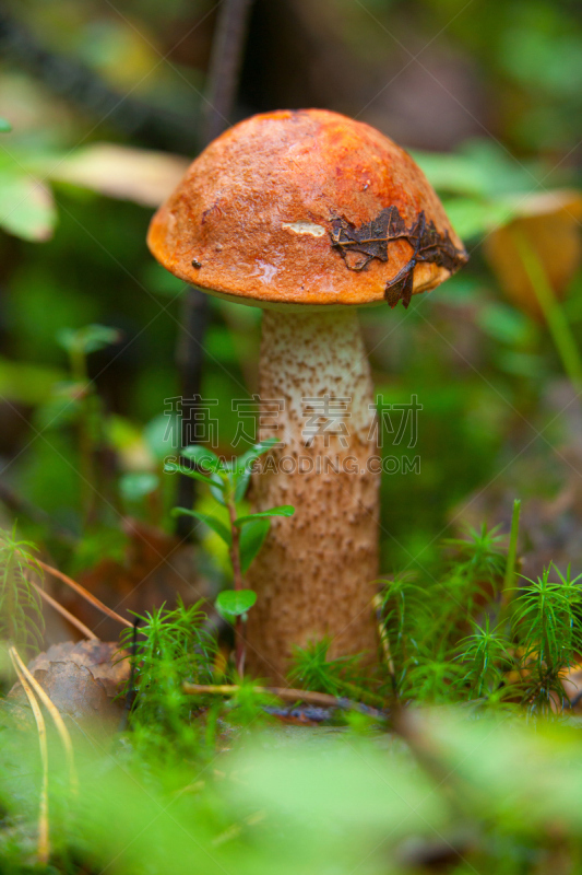 森林,自然美,栽培植物,鸭舌帽,草菇,羊肚菌,牛肝菌,绿色背景,垂直画幅,美