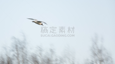 一鸟在手胜过双鸟在林,海鸥,天空,水平画幅,蓝色,动物身体部位,翅膀,俄罗斯,喙,两翼昆虫