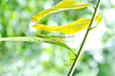 绿色,蚱蜢,水平画幅,动物身体部位,野外动物,户外,特写,蝗虫,蟋蟀,两翼昆虫