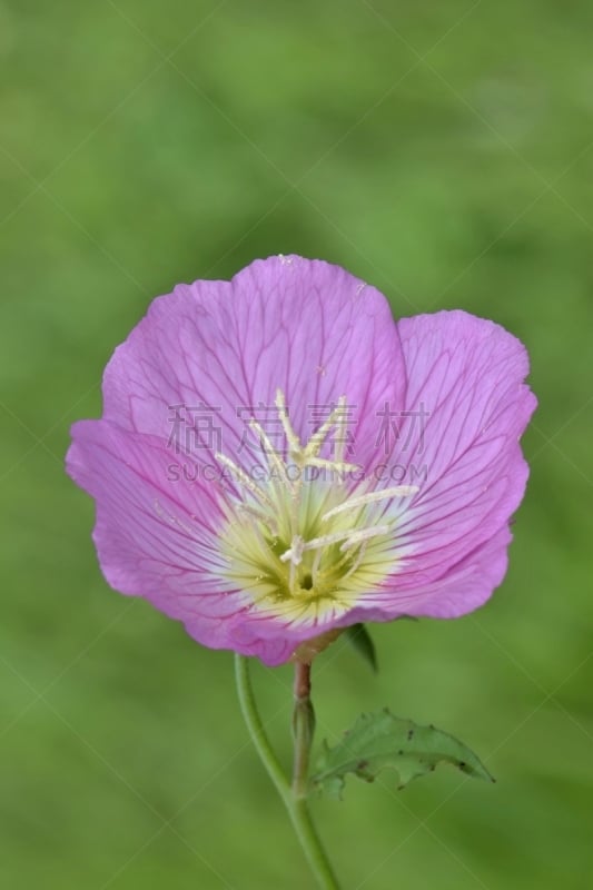 夜来香,粉色的月见草,仅一朵花,自然,垂直画幅,美国,无人,野生植物,野花,春天