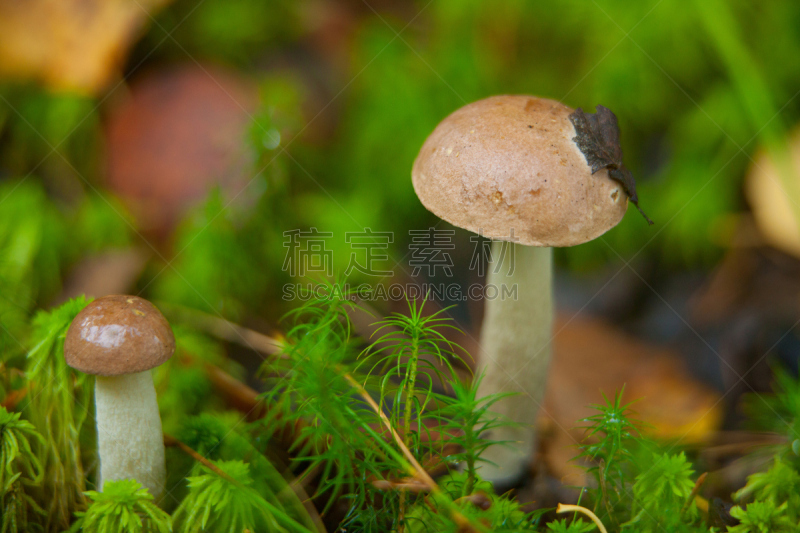 森林,自然美,鸭舌帽,栽培植物,水平画幅,秋天,羊肚菌,无人,苔藓,蘑菇