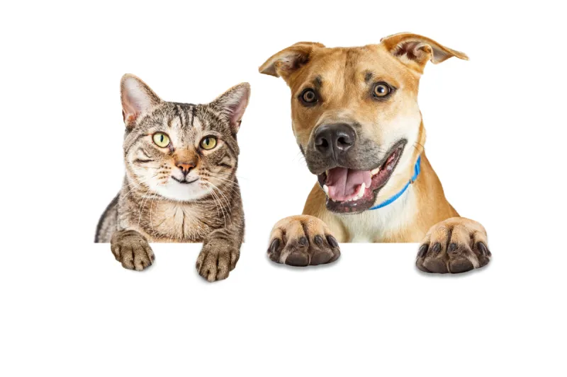 猫 狗 幸福 杂种狗 宠物 白色背景 美国 人的头部 相伴 微笑图片素材下载 稿定素材