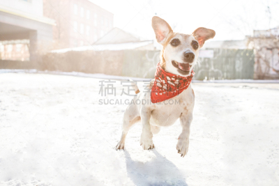 可爱的,雪,狗,户外,乐趣,冬天,进行中,巨大的,享乐,跳