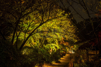 夜晚,秋天,自然美,星和园,枫叶,九州,园林,枫树,北九州市,园艺