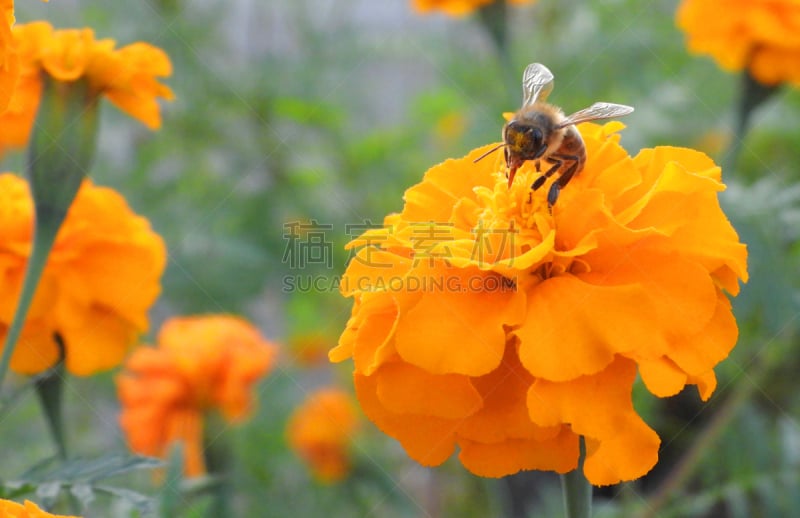 蜜蜂,自然界的状态,蜂蜜,春天,植物,万寿菊,背景,非洲万寿菊,夏天,黄色