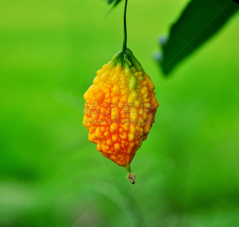 特写,goya,自然,美,饮食,有蔓植物,水平画幅,绿色,葫芦,水果