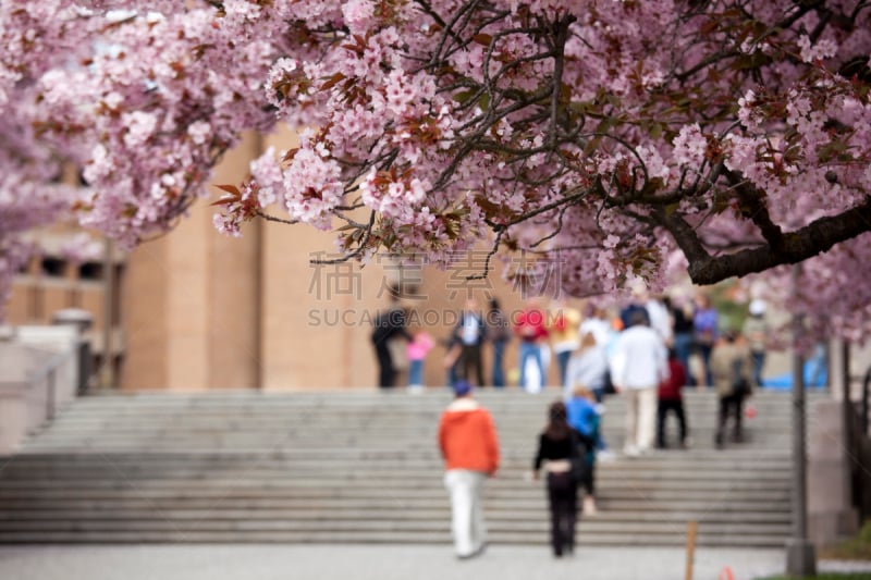 华盛顿洲大学,樱花,人,校园,学校操场,水平画幅,人群,21世纪,户外,中等数量人群