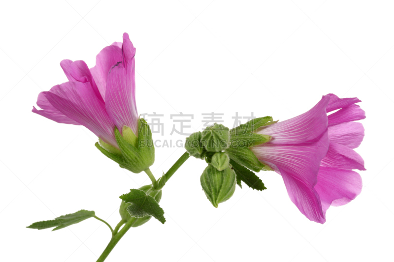 粉色,蜀葵,锦葵目,清新,背景分离,自然美,春天,植物,夏天,花坛