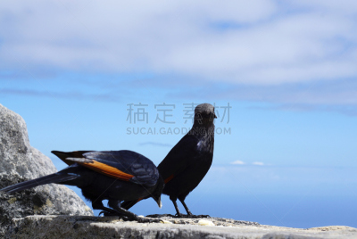 开普敦,南非桌山,红翅八哥,摇滚手势,自然,天空,美,野生动物,开普半岛,水平画幅