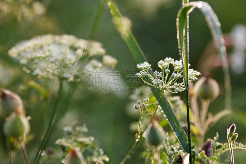 露水,queen annes lace,早晨,选择对焦,水,水平画幅,峨参,无人,夏天,户外