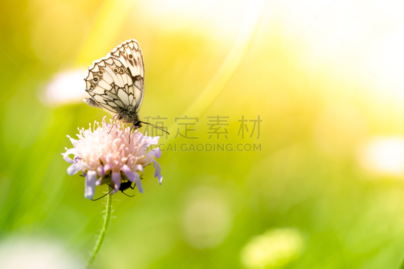 大理石条纹粉蝶,大白蝴蝶,白蝴蝶,自然,草地,水平画幅,蝴蝶,无人,户外,植物