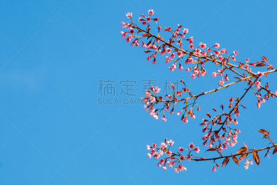 粉色,早期力士曼樱桃,清迈省,天空,美,公园,水平画幅,樱花,无人,旅行者