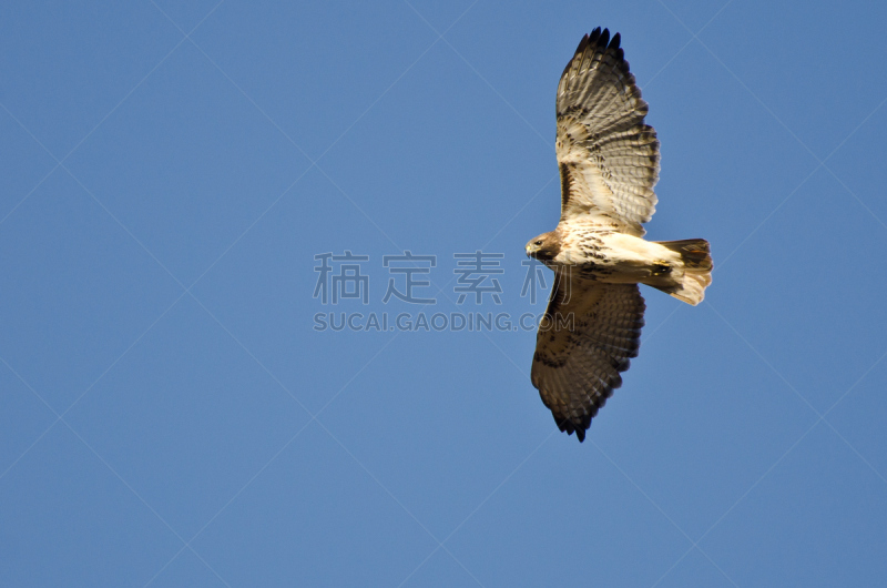 红尾鹰,天空,蓝色,红尾蟒蛇,自然,褐色,野生动物,食肉鸟,水平画幅,无人