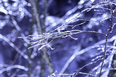 冬天,雪,日本,安静,云,深雪,木制,晴朗,长野城,白色