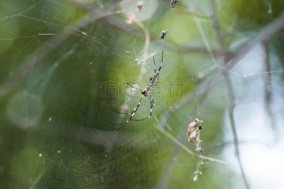 蜘蛛,水平画幅,蜘蛛网,腹腔,动物身体部位,黑色,断纹金蛛,腹部,黄色,摄影
