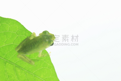 青蛙,叶子,扩音器,雨蛙,天空,水平画幅,无人,蓝色,白色背景,影棚拍摄