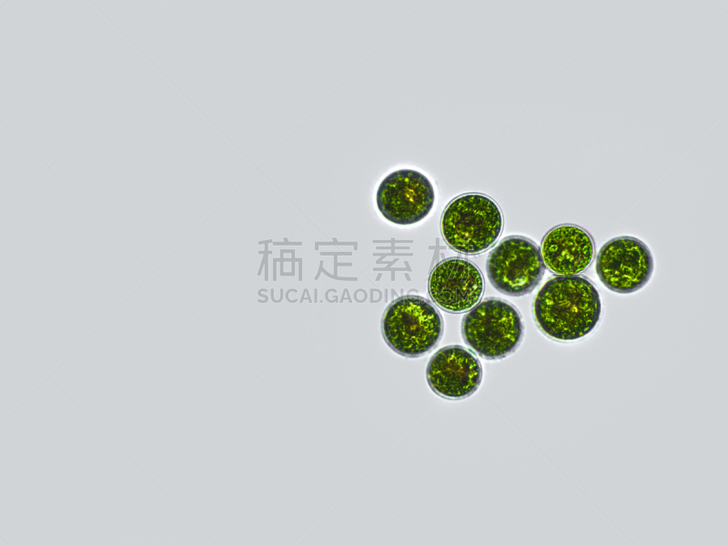 血球藻,放大效果,在下面,生物学,生物燃料,显微镜,退化单眼,淡水,海洋生命,环境