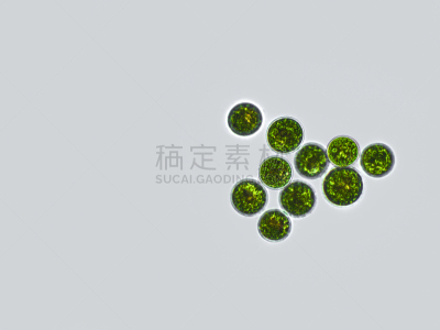 血球藻,放大效果,在下面,生物学,生物燃料,显微镜,退化单眼,淡水,海洋生命,环境