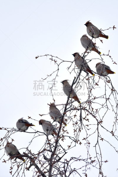 波西米亚连雀,阿拉斯加,自然,垂直画幅,野生动物,冬天,图像,浆果,一只动物,北美歌雀