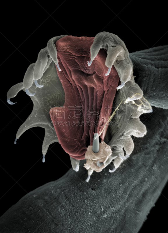 寄生的,扫描显微镜,生物学,挪威,淡水,电子显微镜,显微图片,扫描电子显微镜,电子显微图