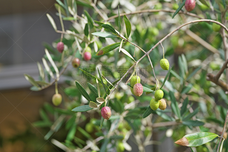 olive
オリーブの実