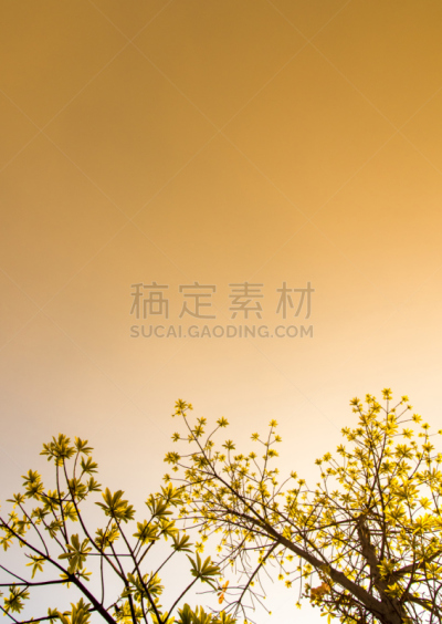天空,日光,清新,叶子,背景,自然,垂直画幅,太空,绿色,橙色