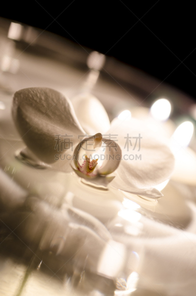 兰花,烛光,水彩画颜料,蝴蝶兰,垂直画幅,度假胜地,纯净,健康,特写,仅一朵花