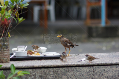 麻雀,幼小动物,家八哥,餐盘,一只动物,洗餐具,三只动物,食品,野生动物,玻璃杯