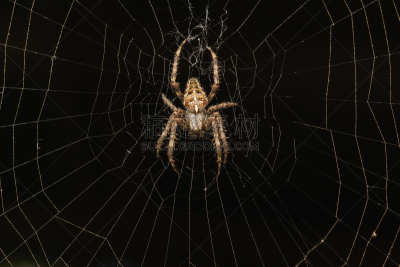 蜘蛛,orb web spider,菜园,黑色背景,家庭,黑黄色网状蜘蛛,王狒狒蜘蛛,蟹蛛,orb weaver spider,花园蜘蛛