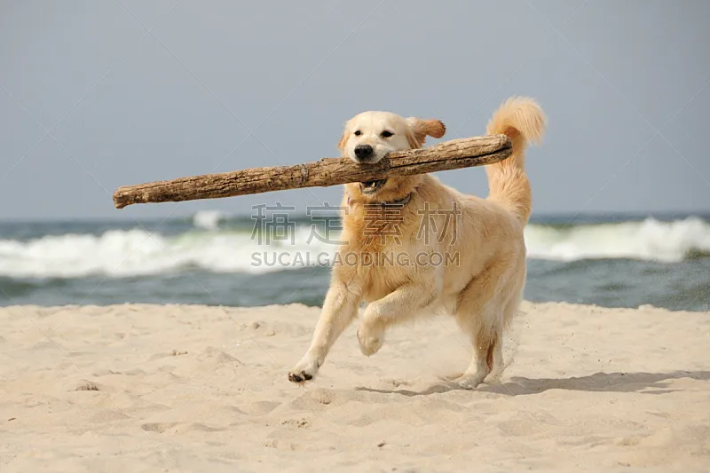 表现积极 男孩 金毛寻回犬 正面视角 水 美 寻回犬 水平画幅 沙子 进行中图片素材下载 稿定素材