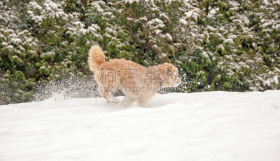 雪,狗,小的,动物冲锋,比熊犬,上下跳动,杂种狗,饼干,水平画幅,山
