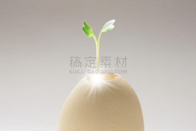 蛋,双叶区,自然,水平画幅,绿色,鸡蛋,无人,植物,新生活,破碎的