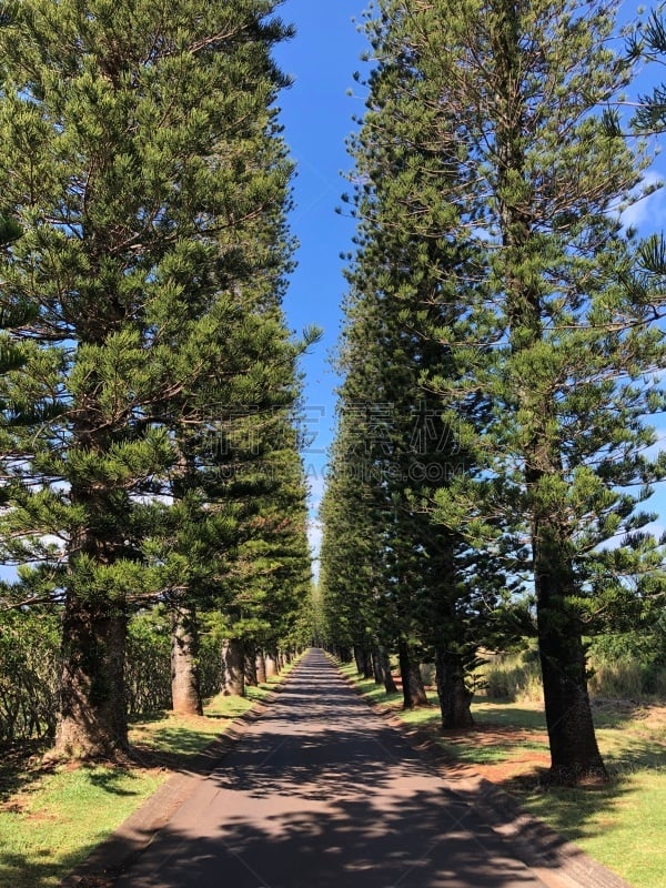 小路,直的,农业,旅途,太平洋岛屿,景观设计,华贵,灵感,建筑物门,加利福尼亚