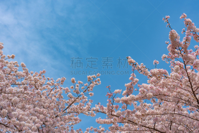 樱花,景观设计,目黒区,环境,天气,春天,3到4个月,河流,户外,天空