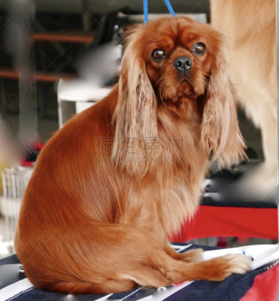 狗,多样,垂直画幅,宠物收养,标准贵宾犬,动物保护,德国牧羊犬,比熊犬,伯恩山犬,萨摩耶犬