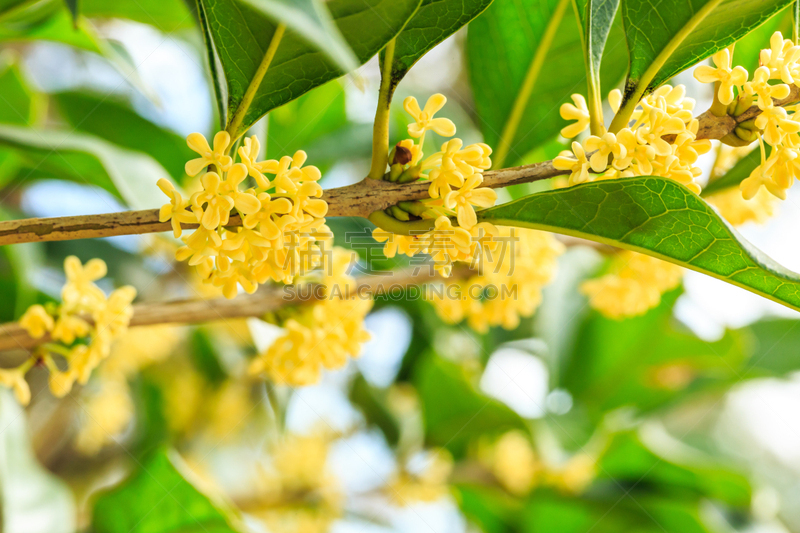 十月,黄色,桂花,花头,茶树,芳香的,水平画幅,无人,夏天,特写