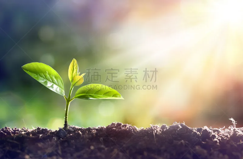 日光 幼小动物 秧苗 太阳 栽培植物 泥土 光 水平画幅 种植 生长图片素材下载 稿定素材 日光 幼小动物 秧苗 太阳 栽培植物 泥土 光 水平画幅 种植 生长图片素材下载 稿定素材