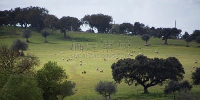 科克郡,阿连特茹,春天,草地,欧洲,古老的,橡树,野花,葡萄牙,地形